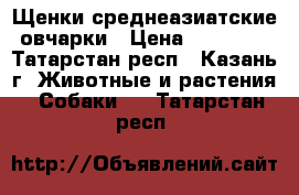 Щенки среднеазиатские овчарки › Цена ­ 10 000 - Татарстан респ., Казань г. Животные и растения » Собаки   . Татарстан респ.